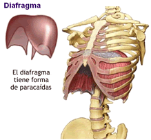 diafragma