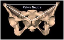 pelvis neutra